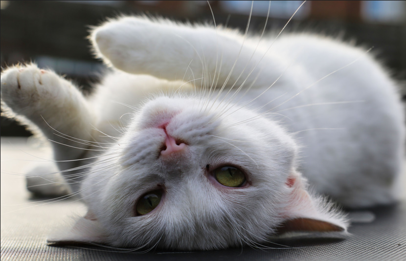 Clever Cat Names Puns 😹  Funny, Cute