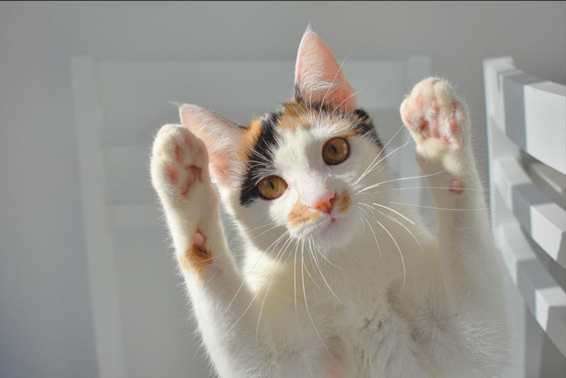 Clever Cat Names Puns 😹  Funny, Cute