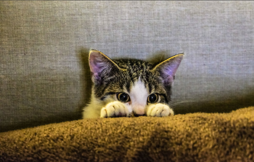 Clever Cat Names Puns 😹  Funny, Cute