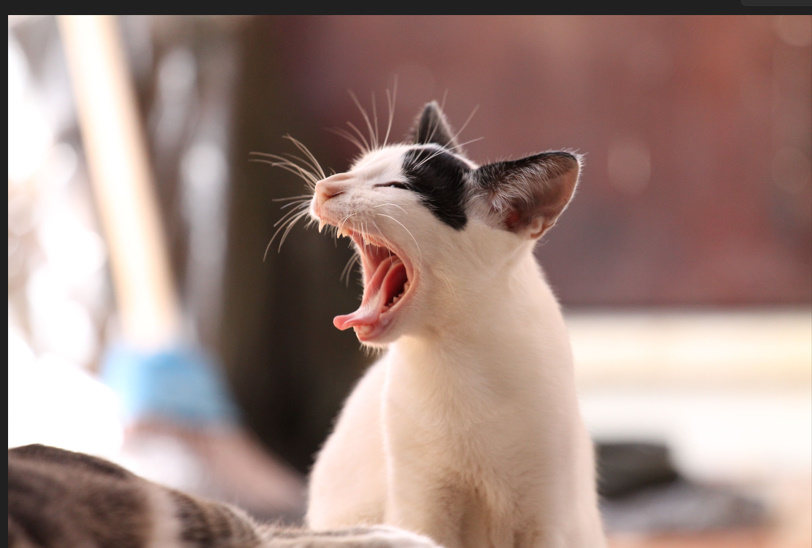 Clever Cat Names Puns 😹  Funny, Cute
