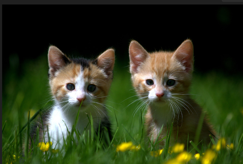Clever Cat Names Puns 😹  Funny, Cute