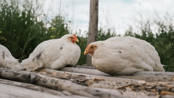 https://catpunsjokez.com/chicken-butt-joke/