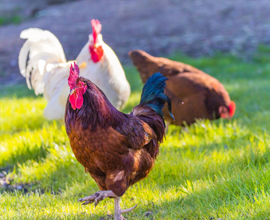 https://catpunsjokez.com/chicken-butt-joke/