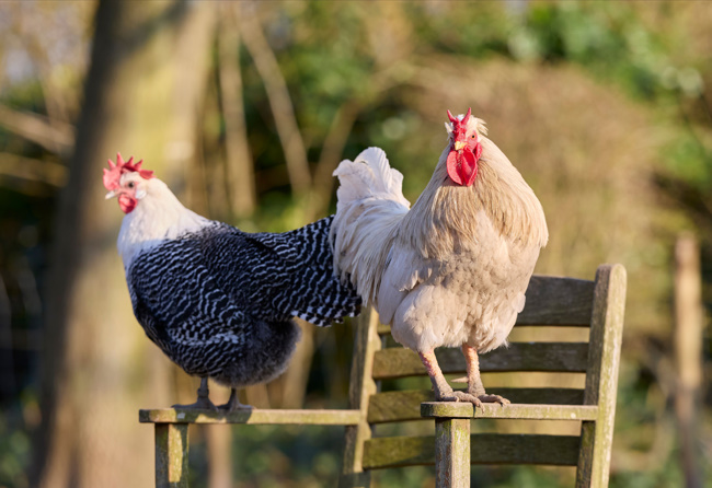 https://catpunsjokez.com/chicken-butt-joke/