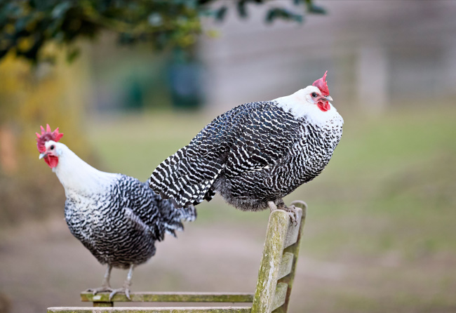 https://catpunsjokez.com/chicken-butt-joke/