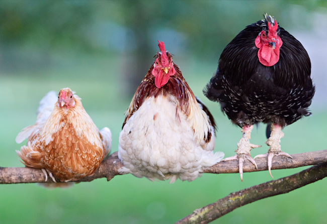 https://catpunsjokez.com/chicken-butt-joke/