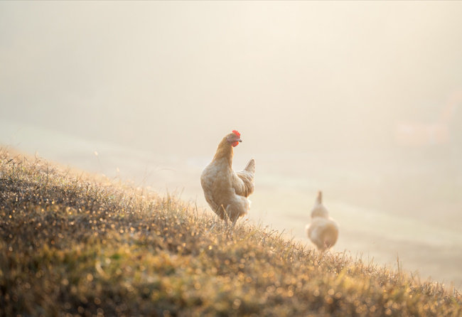 https://catpunsjokez.com/chicken-butt-joke/