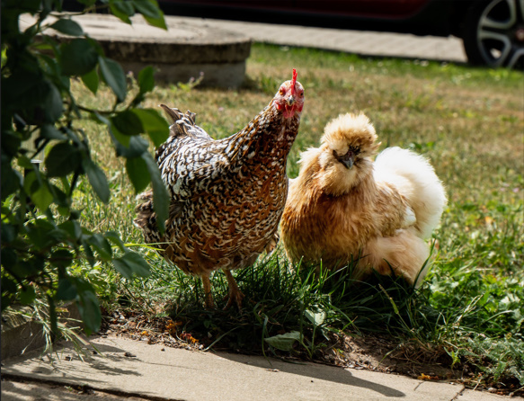 https://catpunsjokez.com/chicken-butt-joke/
