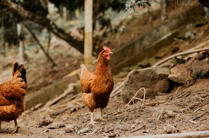https://catpunsjokez.com/chicken-butt-joke/
