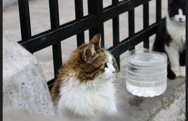 How Long Can a Cat Go Without Water💧? Risks, Signs & Prevention Guide