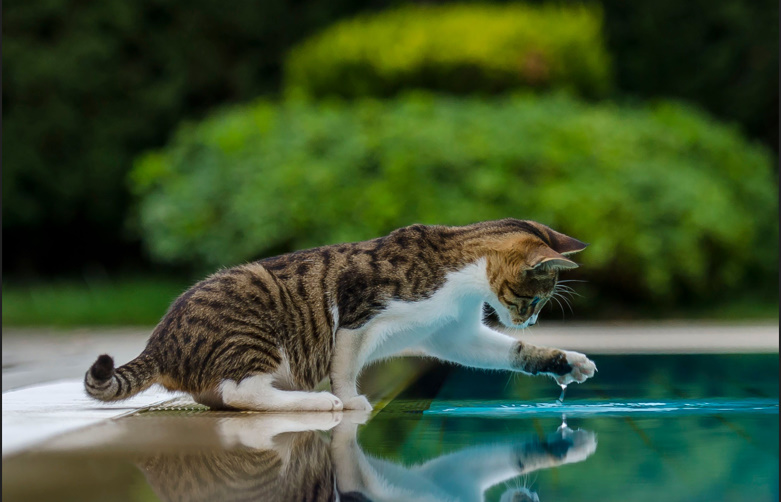 How Long Can a Cat Go Without Water💧? Risks, Signs & Prevention Guide