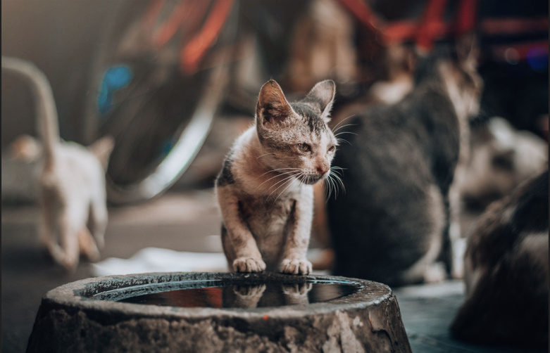 How Long Can a Cat Go Without Water💧? Risks, Signs & Prevention Guide