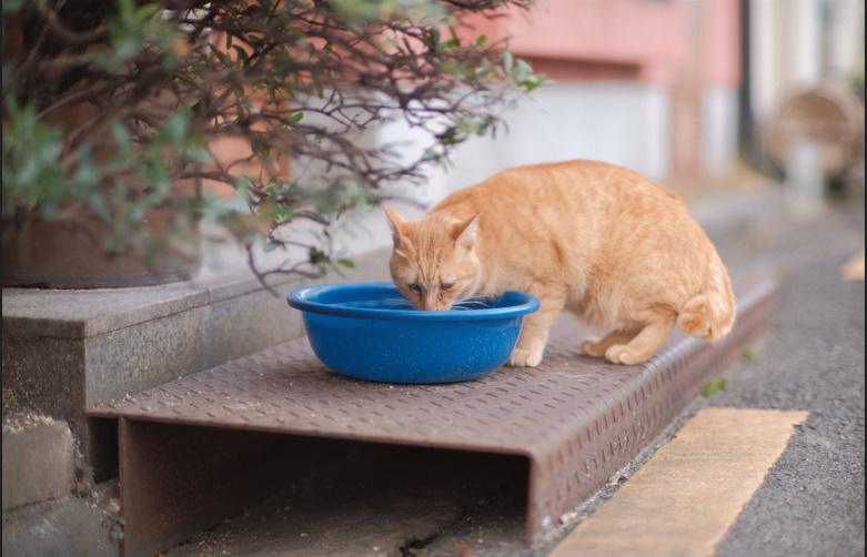 How Long Can a Cat Go Without Water💧? Risks, Signs & Prevention Guide