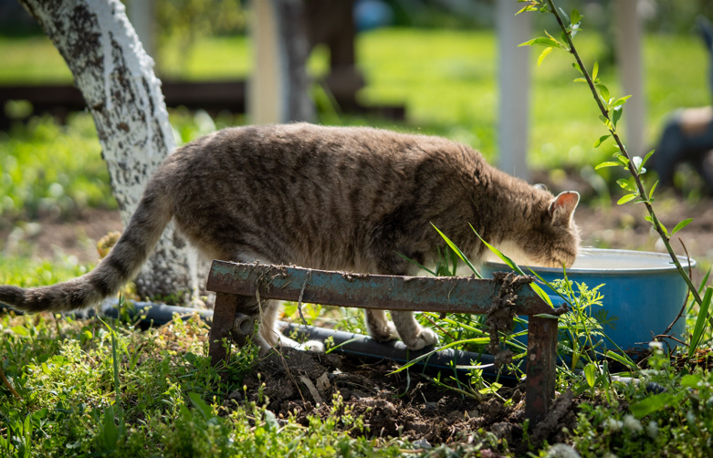 How Long Can a Cat Go Without Water💧? Risks, Signs & Prevention Guide