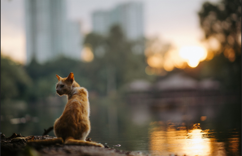 How Long Can a Cat Go Without Water💧? Risks, Signs & Prevention Guide