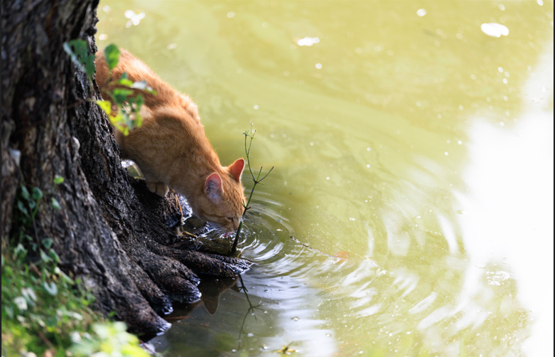 How Long Can a Cat Go Without Water💧? Risks, Signs & Prevention Guide