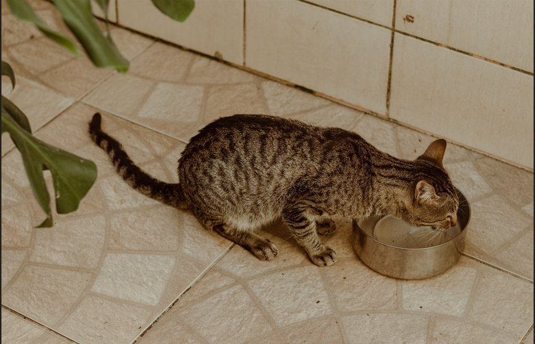 How Long Can a Cat Go Without Water💧? Risks, Signs & Prevention Guide